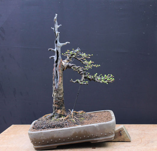 Larch bonsai
